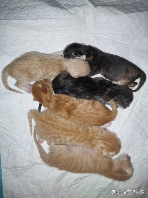 岳阳橘猫配种前5名推荐:2026正规机构盘点与避坑指南