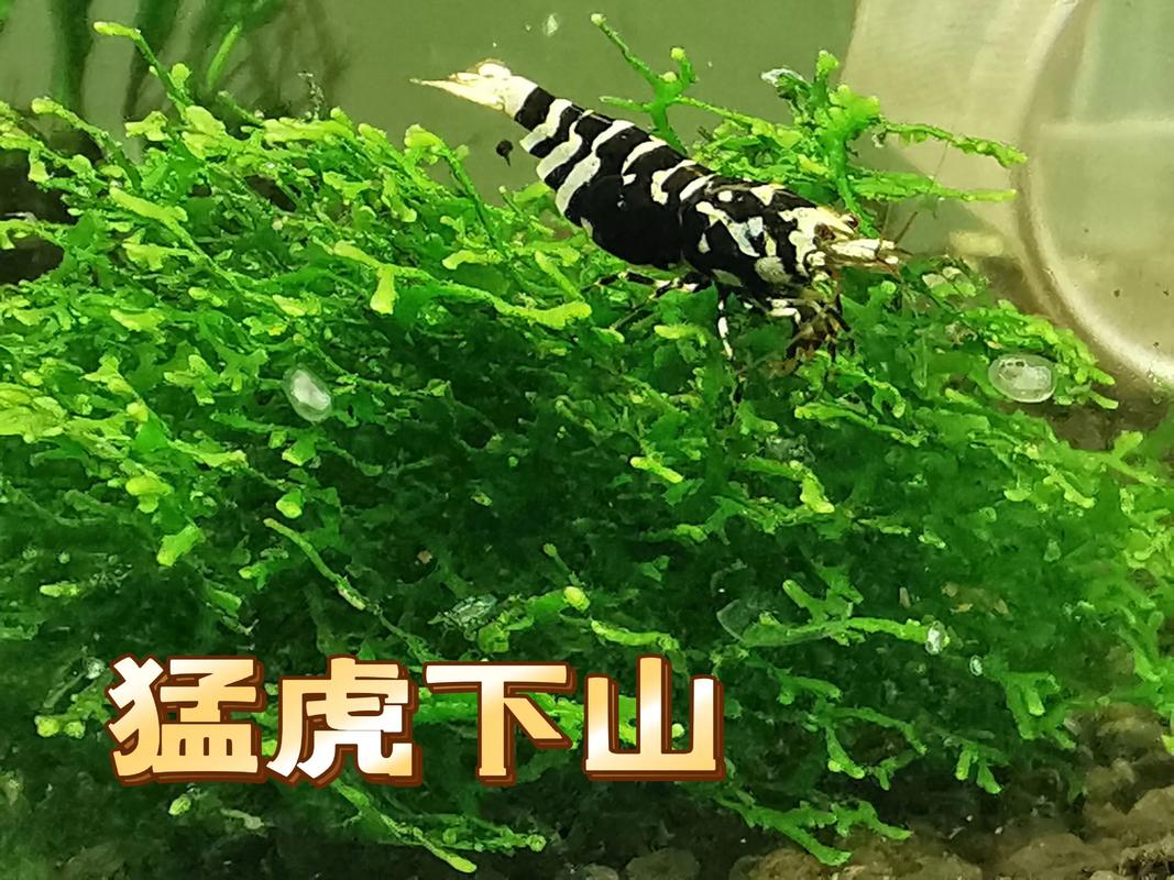 2026锡林郭勒观赏虾养殖厂家排名及优质供应商推荐