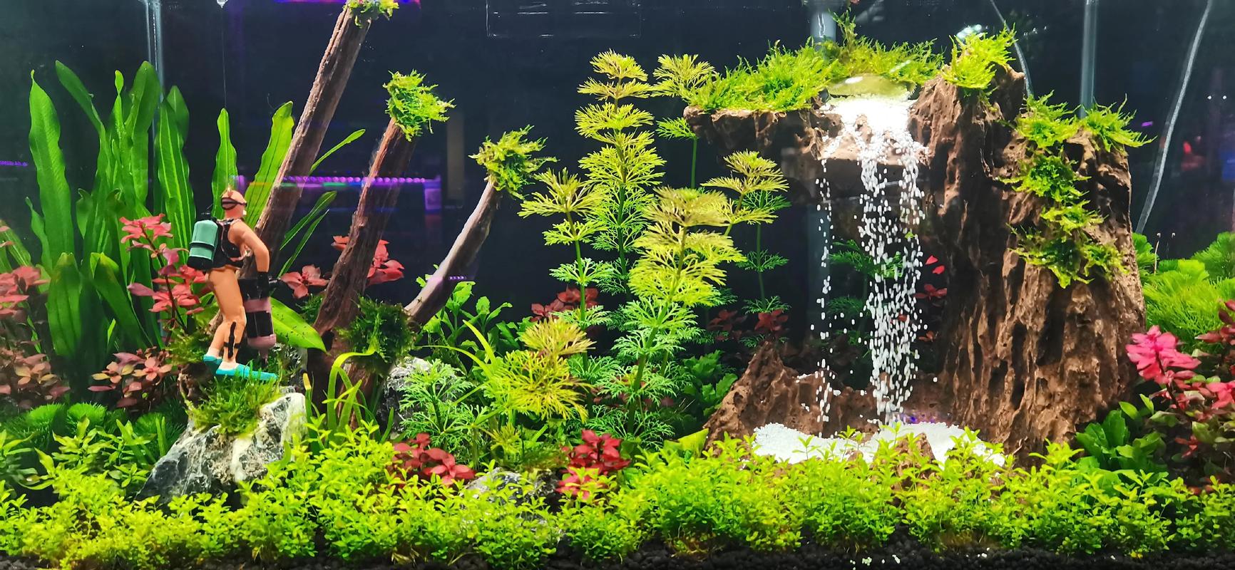 广州本地水族造景5大推荐：2026口碑榜单与专业服务商盘点