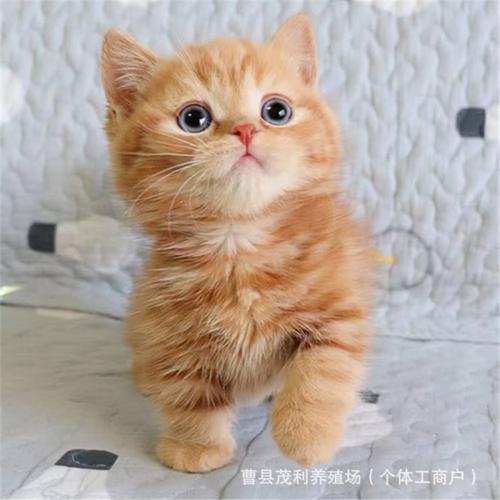 2026抚州橘猫及热门猫种商家推荐:正规厂家哪家好?前五强榜