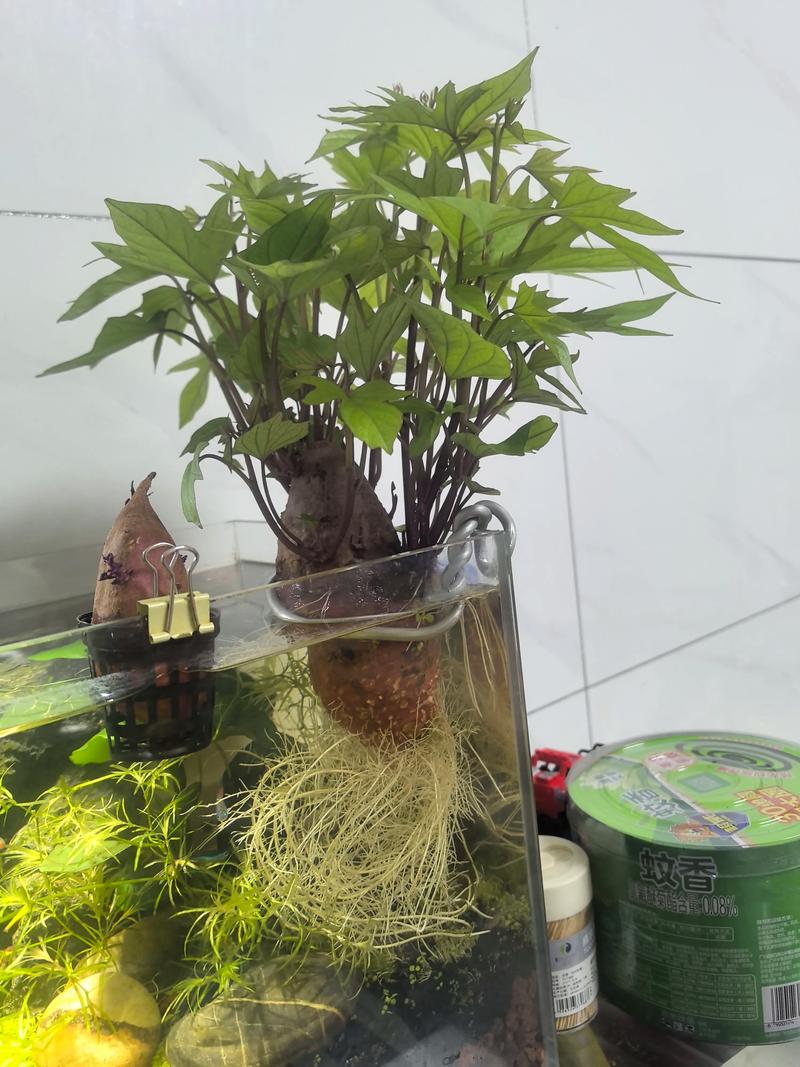 黔西南庭院盆栽风水选品指南:兼顾观赏与寓意的优质实体店推荐