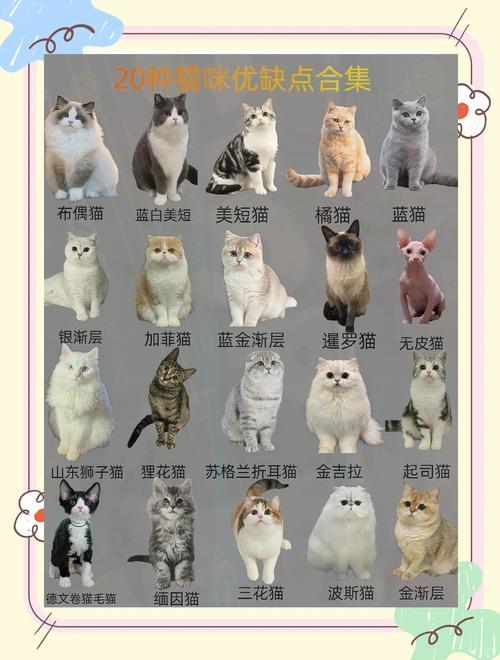 2026年北京褴褛猫厂家排行榜：正规猫舍前5名推荐与避坑指南
