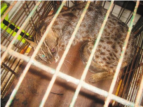 2026年阳江豹猫正规出售渠道解析:如何选购与避坑指南