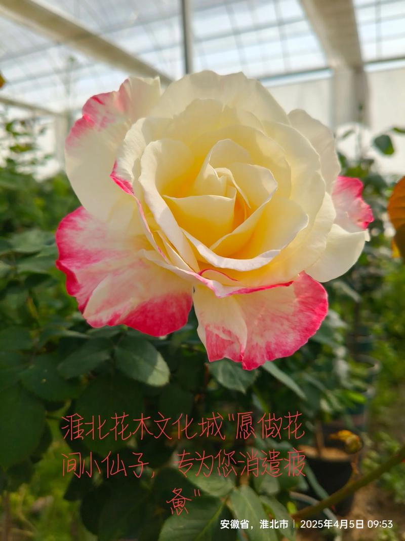 2026淮北鲜花批发代理商口碑测评:如何辨别正规采购渠道与避