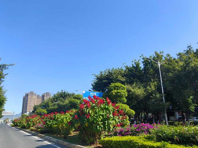 2026贵港本地观赏花卉推荐：前三高颜值品种的花期管理与养护