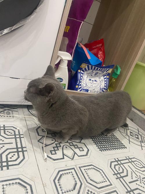 2026长治蓝猫配种费用参考:正规繁育机构推荐与市场行情分析