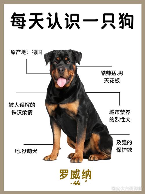 聊城罗威纳配种费用2026年最新参考：如何避坑与选择正规犬舍