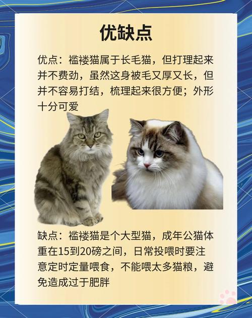 天水褴褛猫正宗哪家强?2026年专业选购指南与避坑盘点