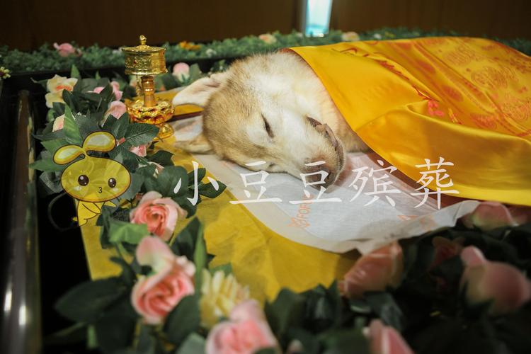 2026陇南本地宠物殡葬服务口碑排行榜:正规机构推荐与避坑指