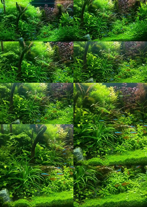 2026广安水草种植厂家口碑榜单与水生植物种植指南