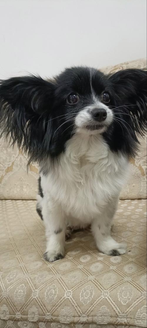 六安蝴蝶犬配种盘点:2026年正规繁育渠道筛选与避坑指南