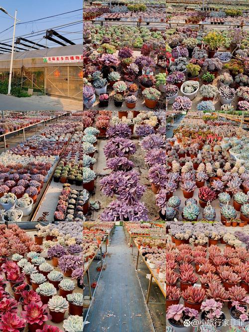 2026年福州多肉植物选购避坑指南：高口碑种植基地推荐与价格