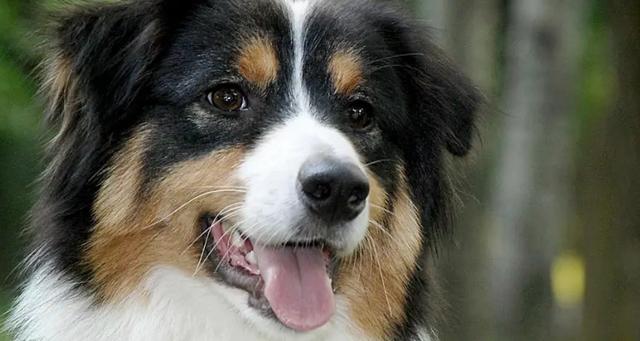 2026年保山柯利犬厂家综合排行：正规选购指南与价格解析