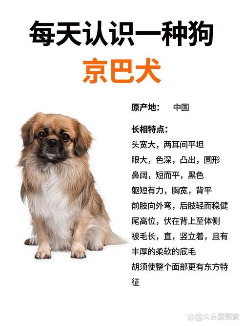 2026吐鲁番京巴正宗前5名盘点：吐鲁番地区宠物市场推荐与口