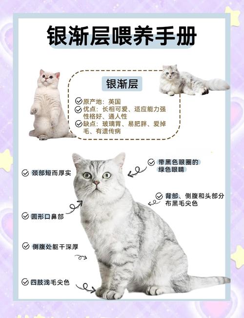 2026吐鲁番银渐层出售正规渠道指南:价格解析与售后避坑全攻