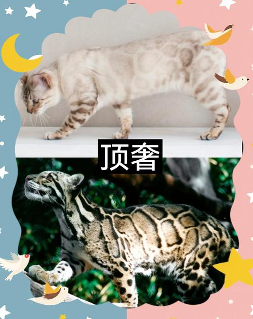 福州豹猫厂家盘点：2026年正规繁育基地推荐清单及避坑指南