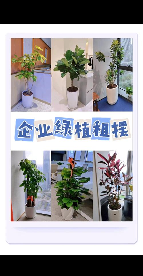 2026绍兴绿植盆栽经销商排行榜:本地优质商家推荐清单(含价