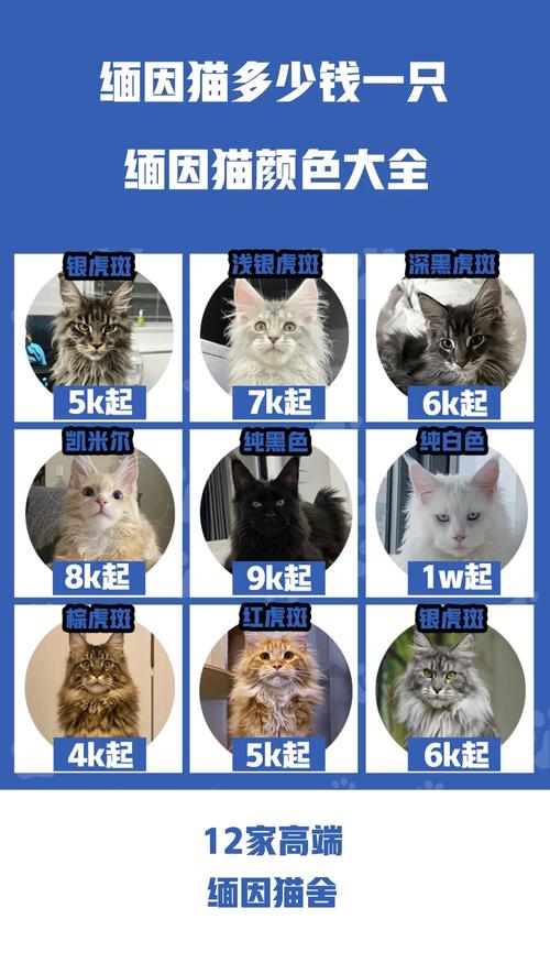 西宁伯曼猫出售前3强盘点:正规渠道与购买避坑指南