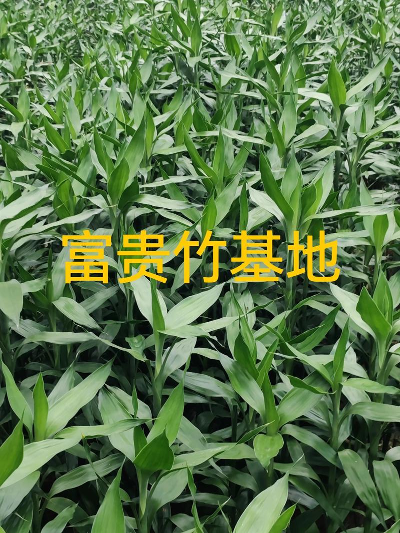 2026达州绿植盆栽基地直供厂家十强推荐：庭院风水布局与花艺