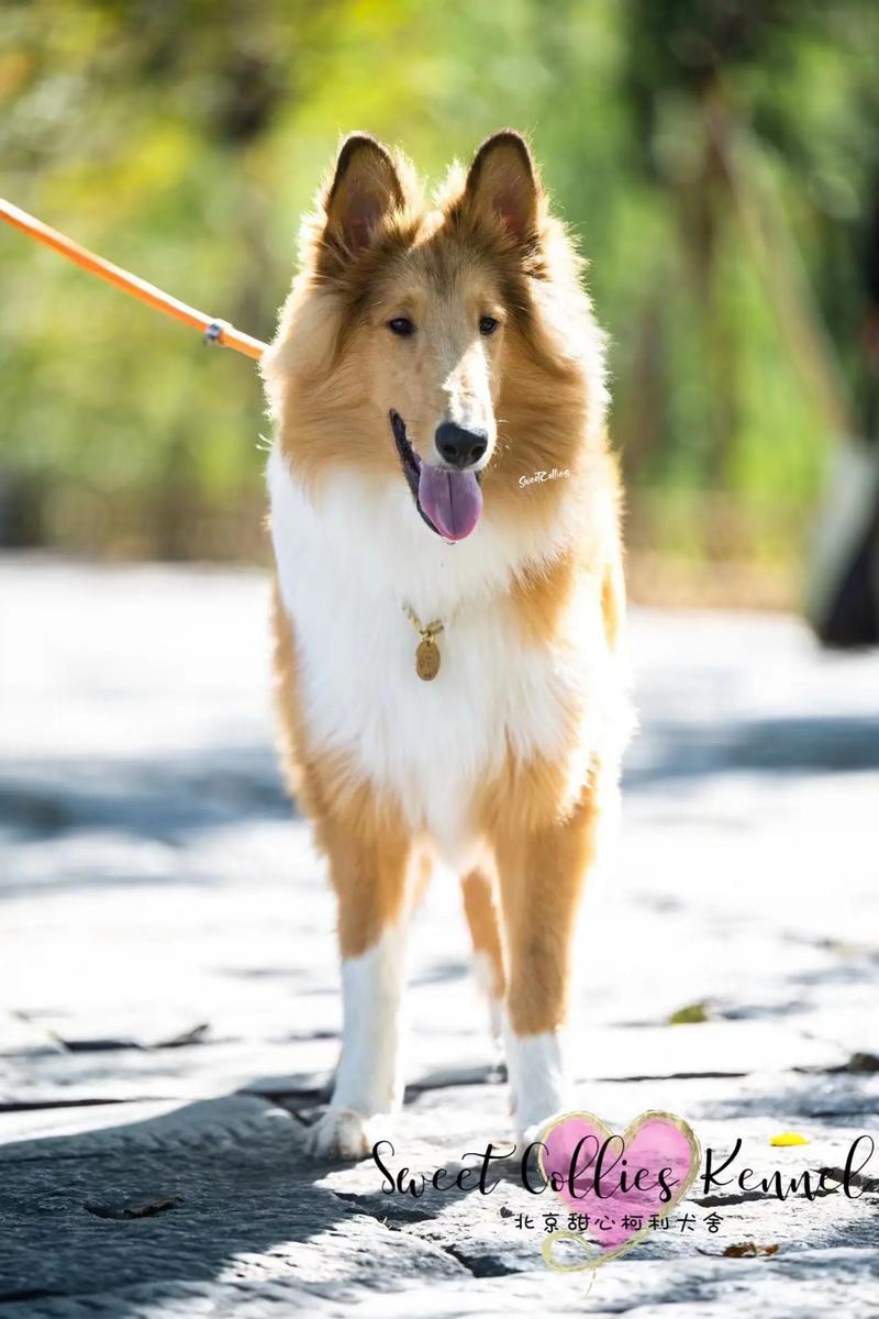 岳阳苏牧纯种前3强:2026年正规犬舍口碑推荐与避坑指南