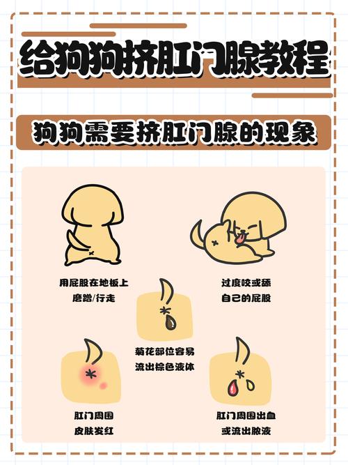 2026安顺宠物挤肛门腺口碑盘点:正规机构推荐与服务收费解析
