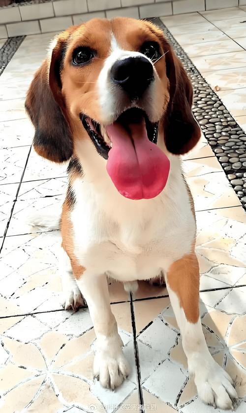 2026湘西比格犬推荐：正宗血统与口碑榜单，正规养殖场怎么选