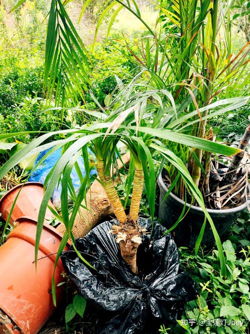 德宏哪里有观赏绿植出售价格参考及正规选购渠道指南