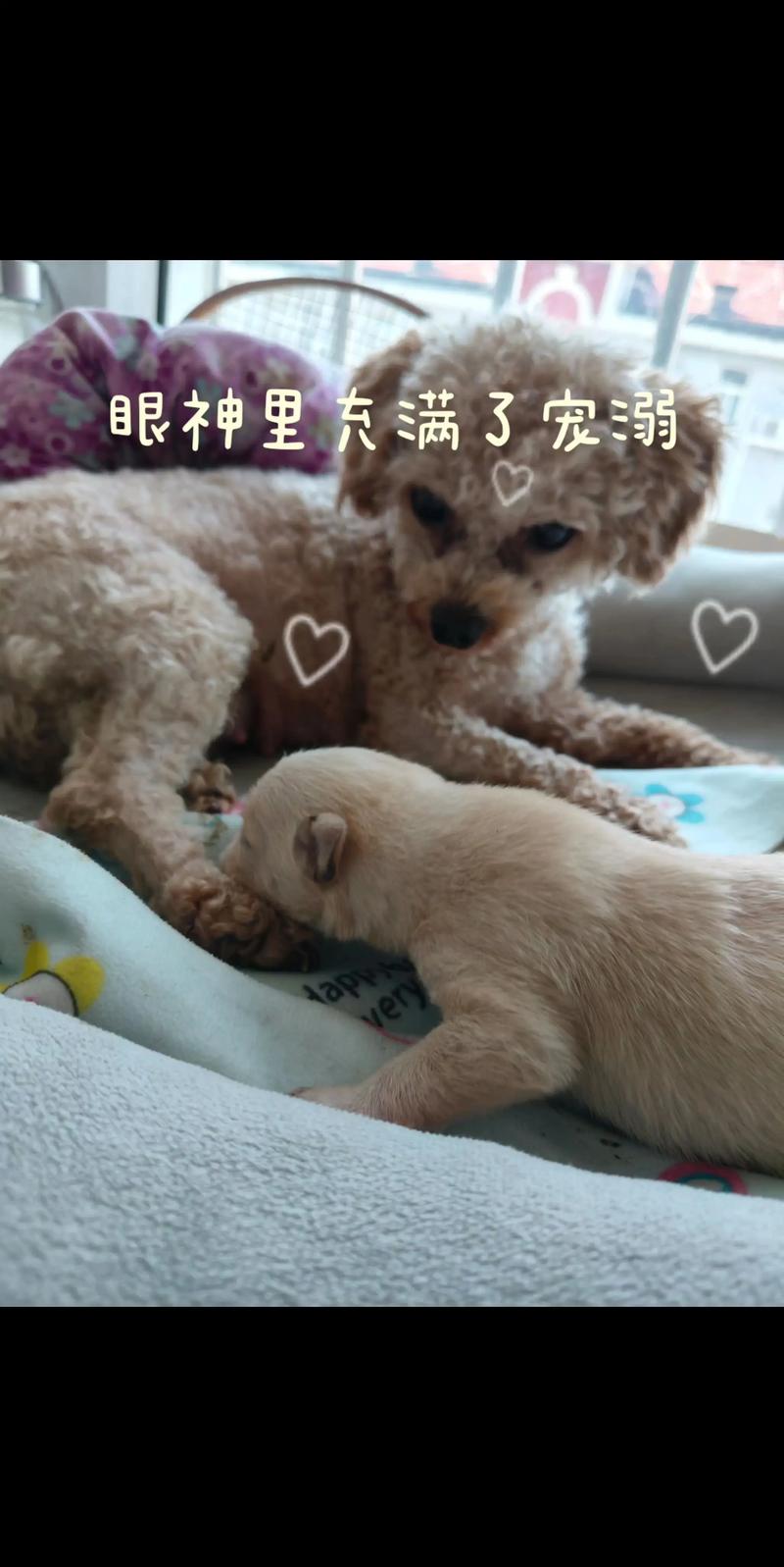 陇南泰迪配种多少钱?2026年宠物繁育费用参考及正规繁育机构