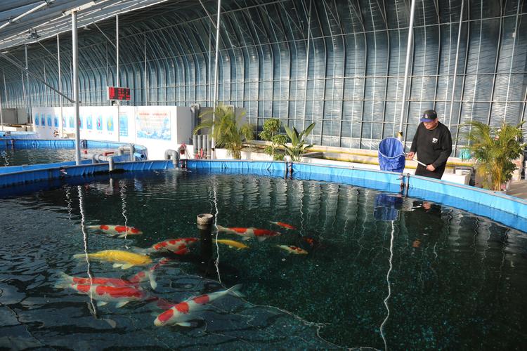 北京金鱼养殖厂家正规选择指南：2026年水族市场优质供应商推