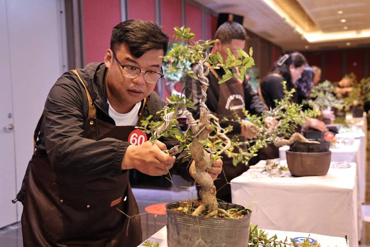 2026年枣庄盆景施工队TOP5排名推荐:口碑、价格及专业施