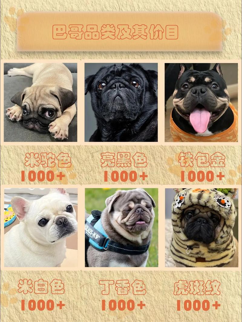 2026延安巴哥厂家前5名推荐:正规犬舍选购指南与价格避坑清