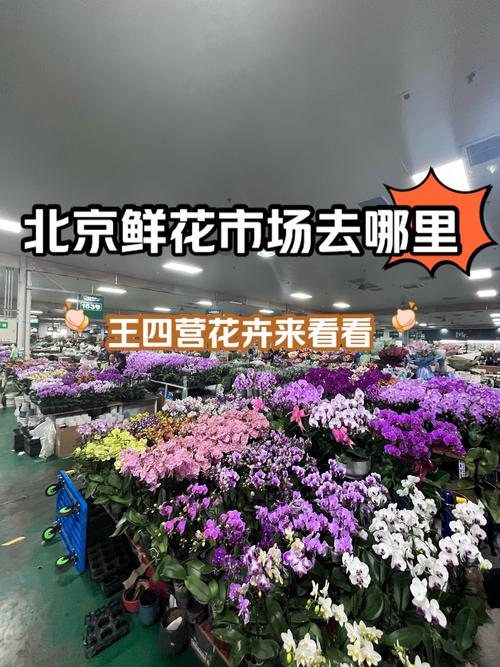 北京鲜花批发厂家多少钱？2026年北京鲜花批发市场价格区间与