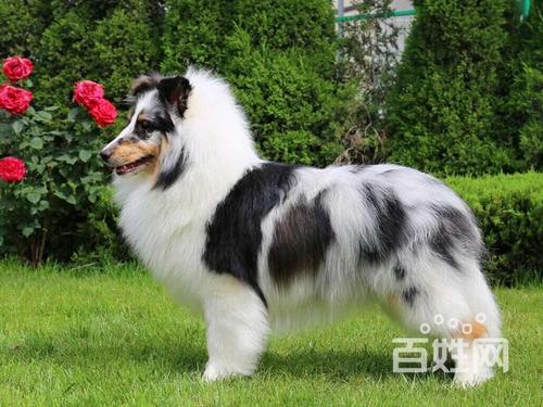 2026保定喜乐蒂厂家纯种犬多少钱？保定喜乐蒂购买避坑指南与