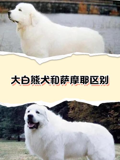 2026兰州大白熊厂家排名及推荐清单：正规犬舍与避坑指南