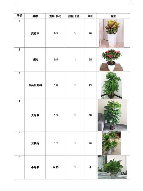 铜仁哪里有观赏绿植出售?2026年度选购渠道与避坑指南