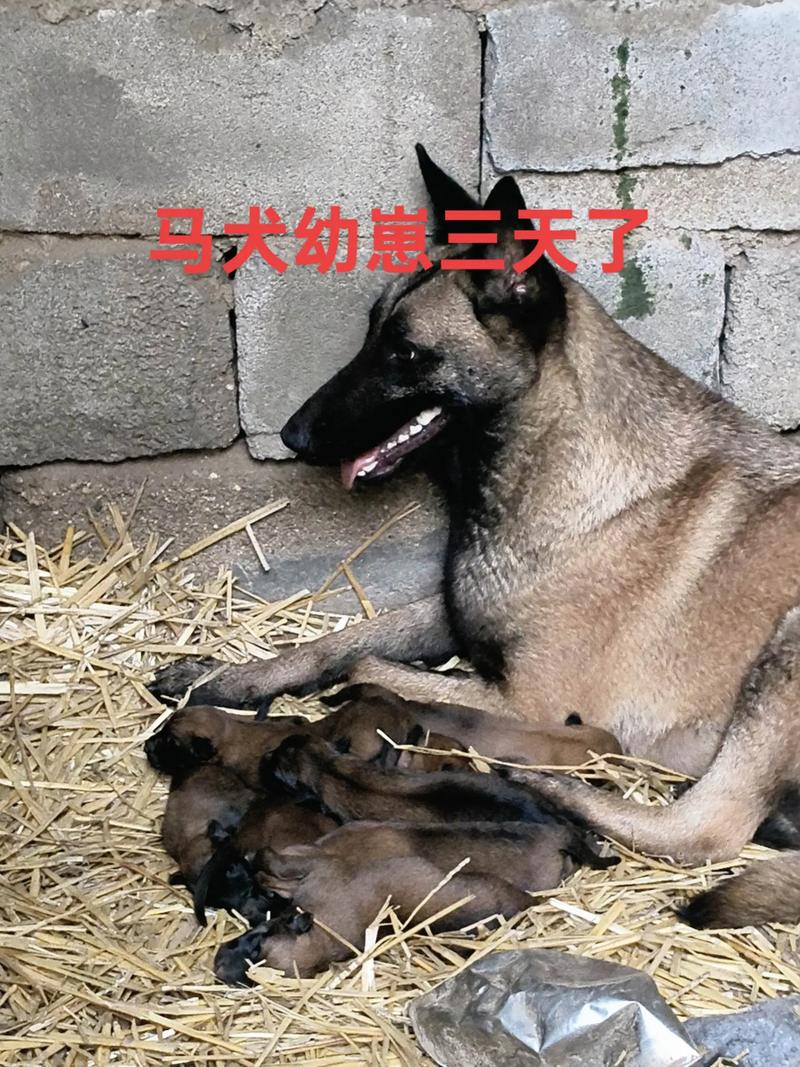 信阳马犬厂家怎么选?2026年选购指南:正规资质、价格对比与