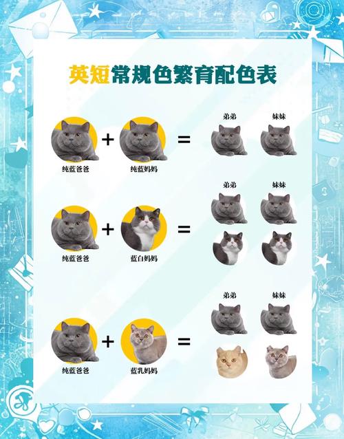 漳州英短蓝猫配种哪家好?2026年正规繁殖基地TOP3推荐与
