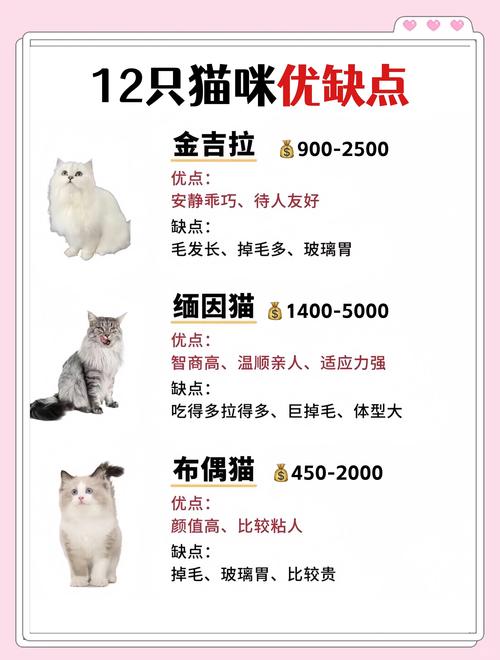 金昌褴褛猫出售怎么选?2026年正规选购指南与避坑全攻略