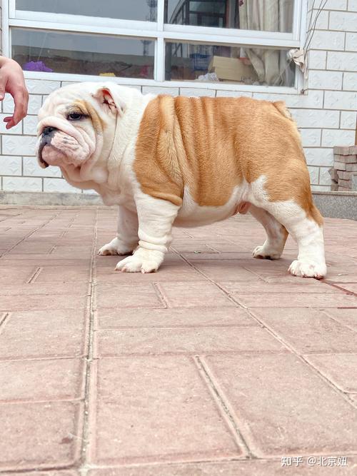 南昌英斗正宗推荐:2026年正规犬舍选购指南与避坑攻略