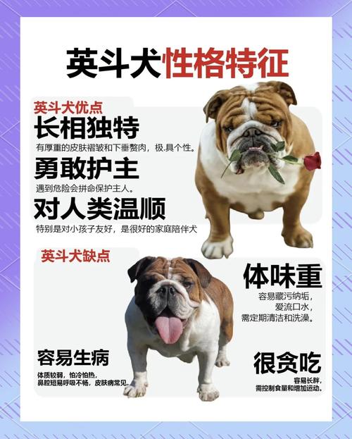 2026年本溪英斗厂家价格一览：正规犬舍选购指南与口碑推荐清