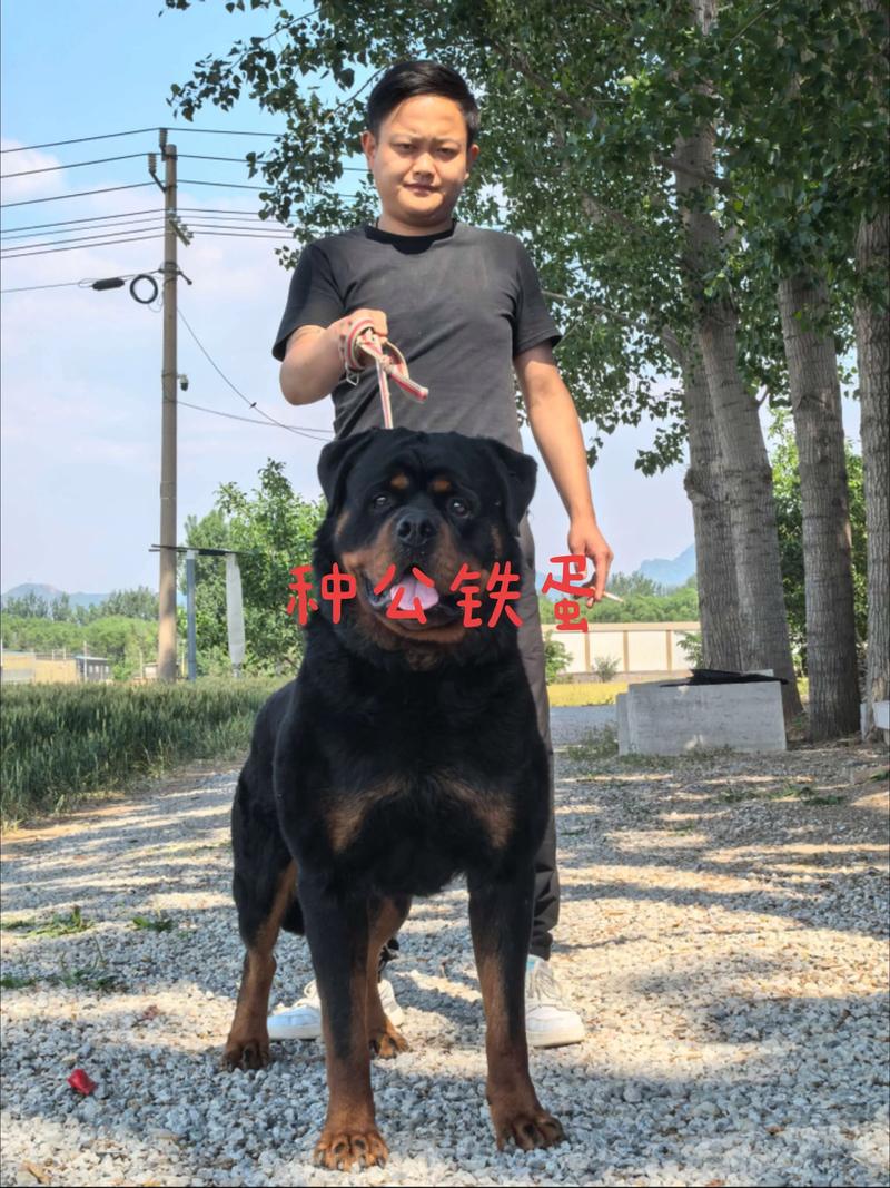 丽江罗威纳出售怎么选?正规渠道选购避坑与资质审查全攻略