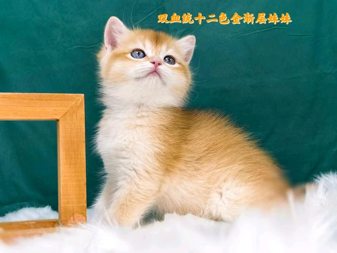 2026临沂新加坡猫正宗前五推荐及价格费用避坑指南