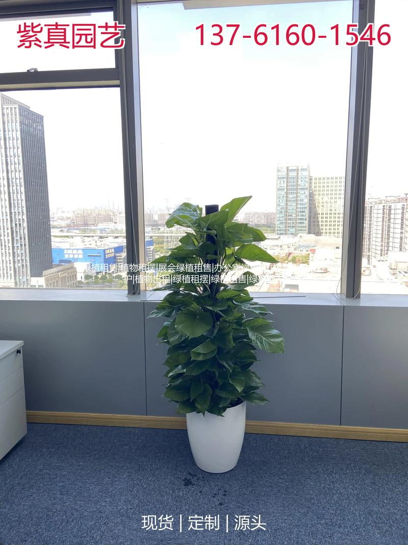 株洲哪里有观赏绿植出售?2026年专业避坑指南:5大正规购买