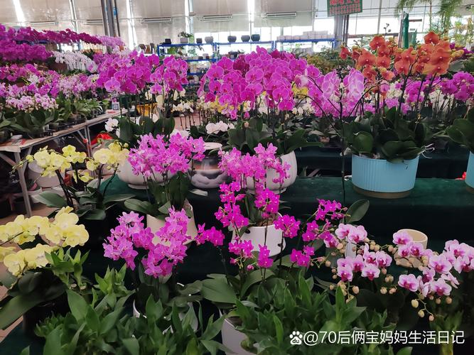 2026临沂鲜花代理商推荐TOP5:正规渠道、报价与避坑指南