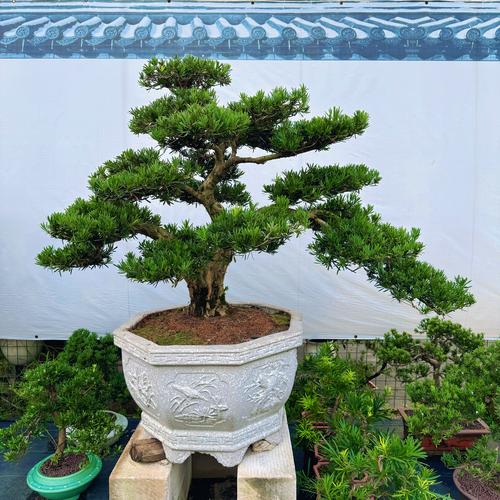 梧州庭院鲜花盆景施工队排行榜2026:专业施工与风水寓意推荐