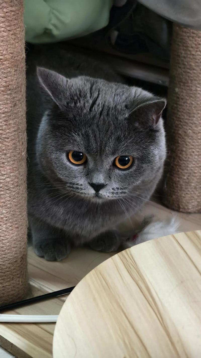 黄冈英短蓝猫出售正规渠道全攻略:2026年选购指南、价格避坑