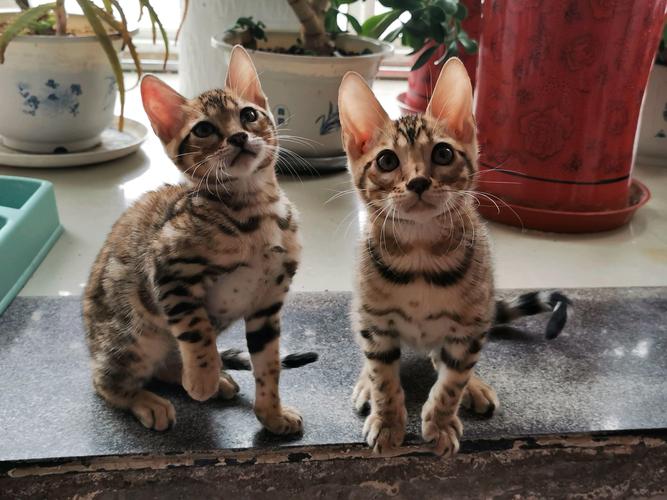 昭通豹猫配种推荐清单：2026年正规繁育机构选择指南