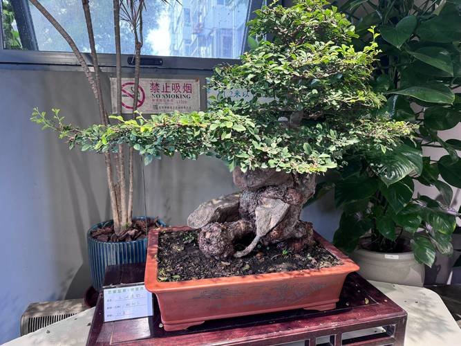 达州奇石盆景转让哪家强？2026年本地观赏绿植选购渠道与避坑