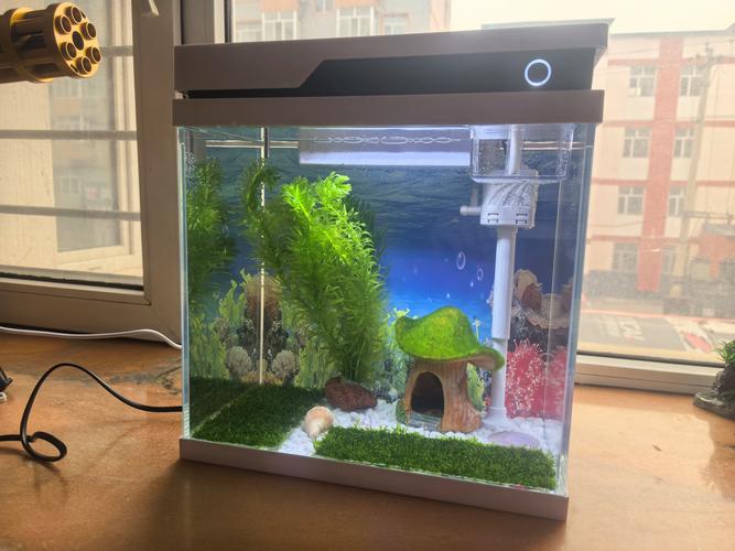 荆州鱼缸水族箱避坑指南：水生湿地植物的深度配置与科学养护