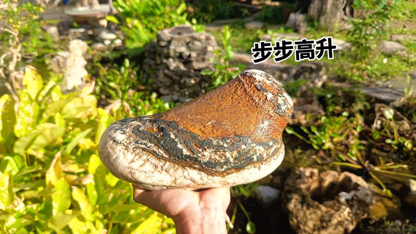 怒江天然奇石闲置转让口碑排行榜:2026年优质绿植盆景推荐清